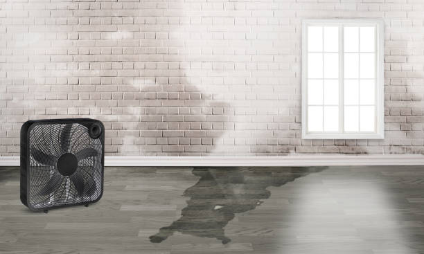 Best Water damage cleanup near me  in Solvang, CA